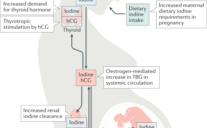 Too much iodine in the mother can promote hypothyroidism in the baby