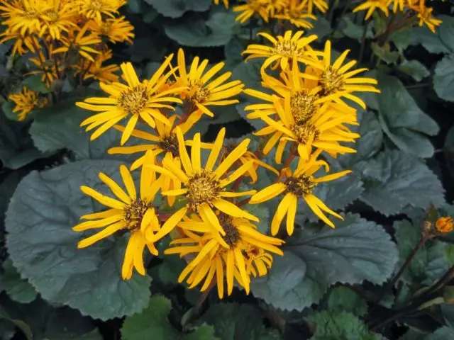 Toothed buzulnik (toothed ligularia): photo and description, growing from seeds