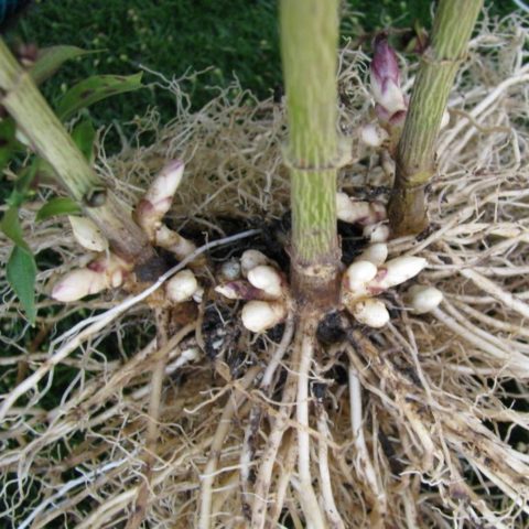 Toothed buzulnik (toothed ligularia): photo and description, growing from seeds