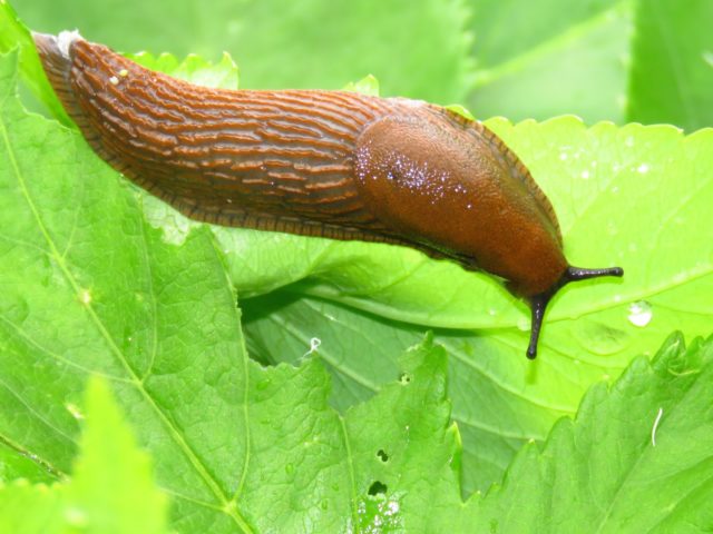 Toothed buzulnik (toothed ligularia): photo and description, growing from seeds