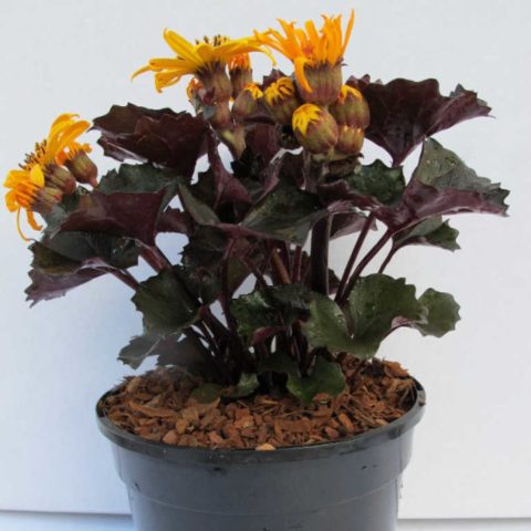 Toothed buzulnik (toothed ligularia): photo and description, growing from seeds