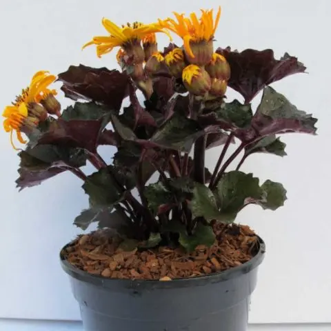 Toothed buzulnik (toothed ligularia): photo and description, growing from seeds