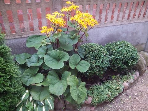 Toothed buzulnik (toothed ligularia): photo and description, growing from seeds