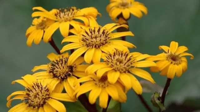 Toothed buzulnik (toothed ligularia): photo and description, growing from seeds