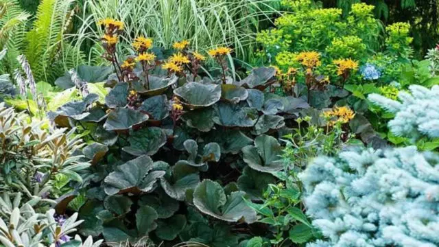 Toothed buzulnik (toothed ligularia): photo and description, growing from seeds