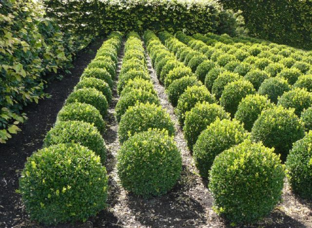 Top dressing boxwood in spring and autumn