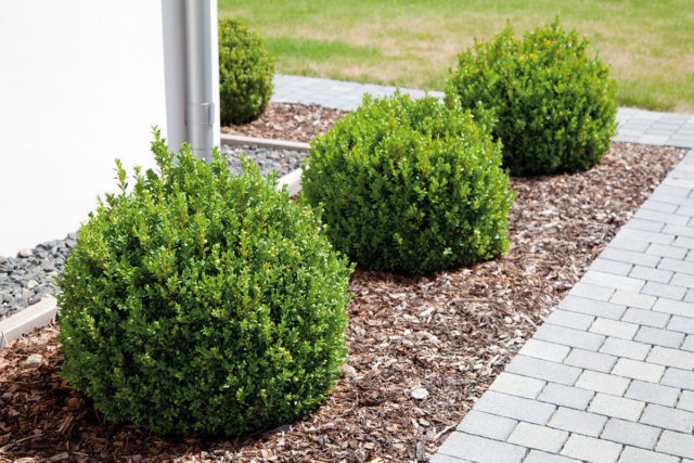 Top dressing boxwood in spring and autumn