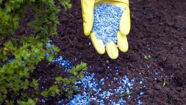 Top dressing boxwood in spring and autumn