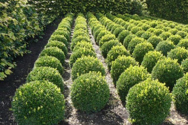 Top dressing boxwood in spring and autumn