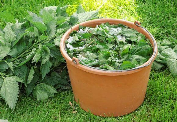 Top dressing from nettle infusion for plants: rules for use