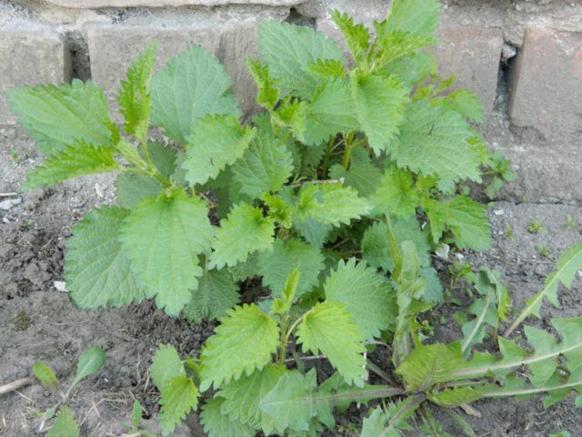 Top dressing from nettle infusion for plants: rules for use