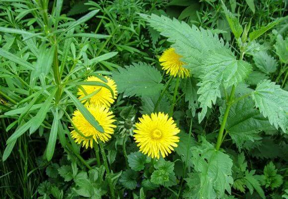 Top dressing from nettle infusion for plants: rules for use