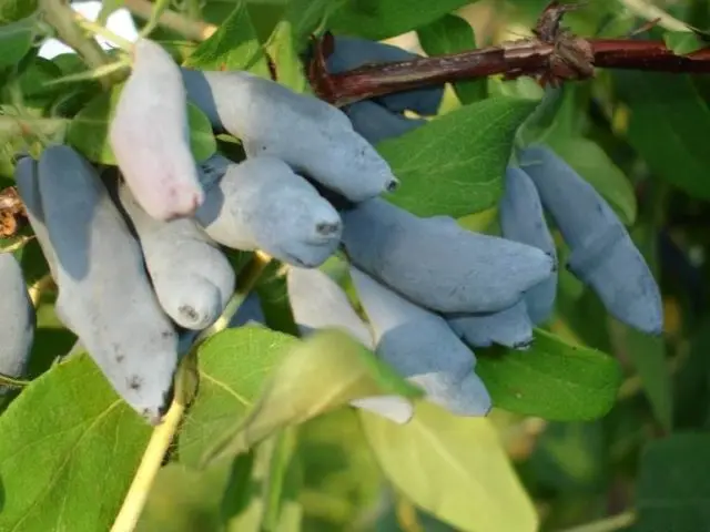 Top dressing honeysuckle in the spring: fertilizers to increase the yield