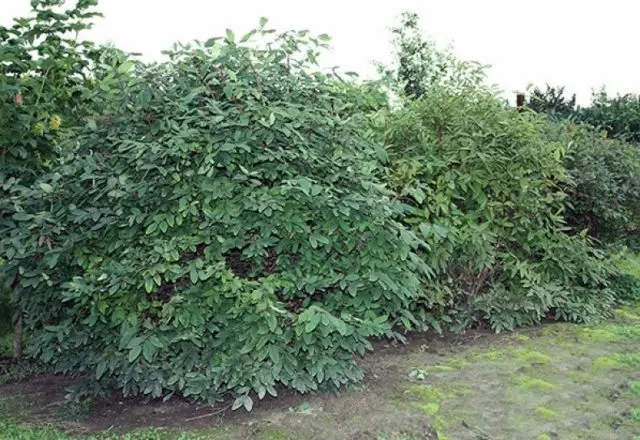 Top dressing honeysuckle in the spring: fertilizers to increase the yield