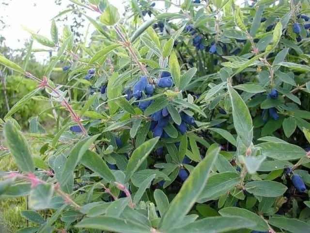 Top dressing honeysuckle in the spring: fertilizers to increase the yield