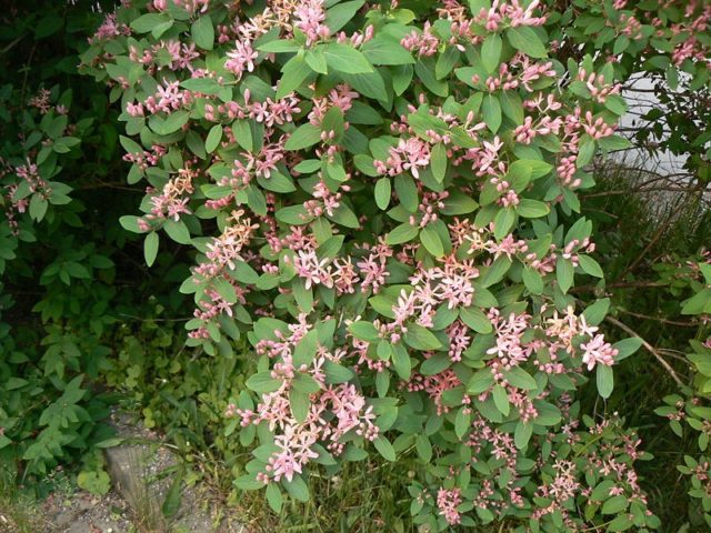 Top dressing honeysuckle in the spring: fertilizers to increase the yield