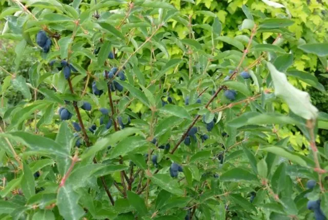 Top dressing honeysuckle in the spring: fertilizers to increase the yield