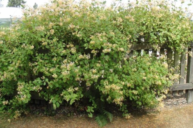 Top dressing honeysuckle in the spring: fertilizers to increase the yield