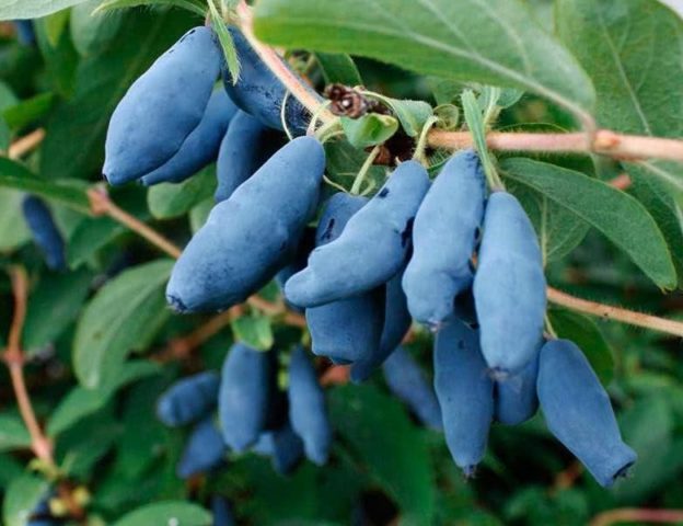 Top dressing honeysuckle in the spring: fertilizers to increase the yield