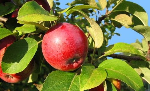 Top dressing of an apple tree in the summer: what is it for and how to carry it out correctly