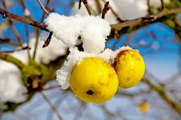 Top dressing of an apple tree in the summer: what is it for and how to carry it out correctly