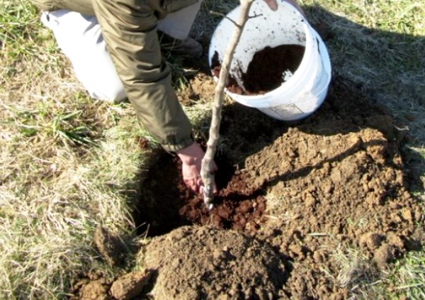 Top dressing of apple trees in the fall: timing, means and nuances