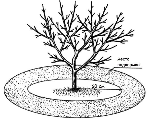 Top dressing of apple trees in the fall: timing, means and nuances