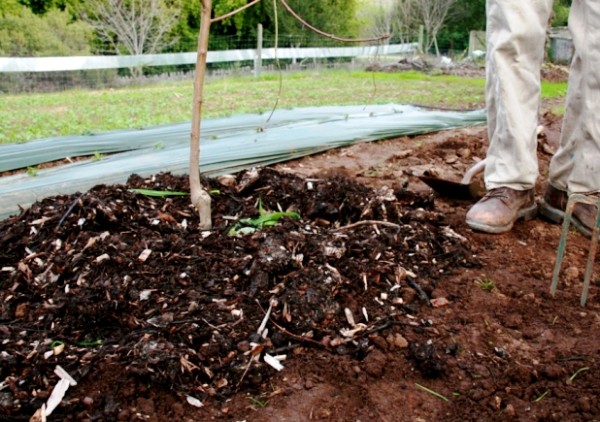 Top dressing of apple trees in the fall: timing, means and nuances