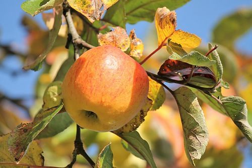 Top dressing of apple trees in the fall: timing, means and nuances