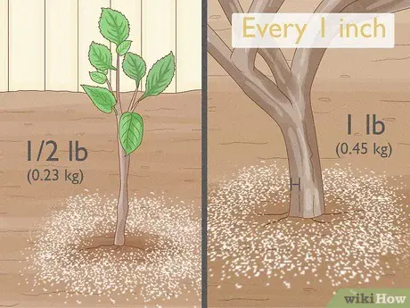 Top dressing of apple trees: what fertilizers and when to feed