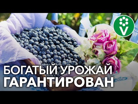 Top dressing of blueberries in garden spring, summer, autumn: types of fertilizers and application rules