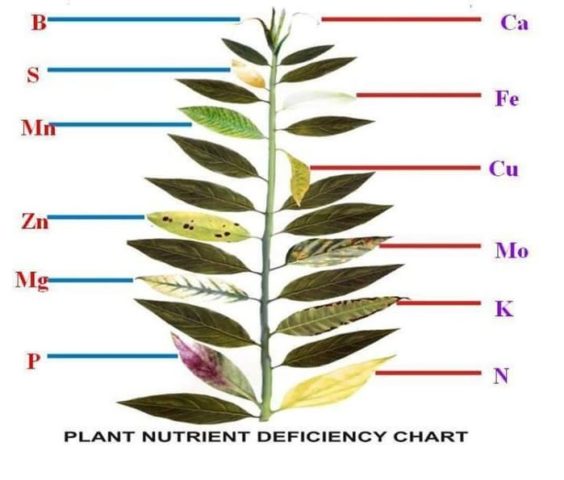 Top dressing of blueberries in garden spring, summer, autumn: types of fertilizers and application rules