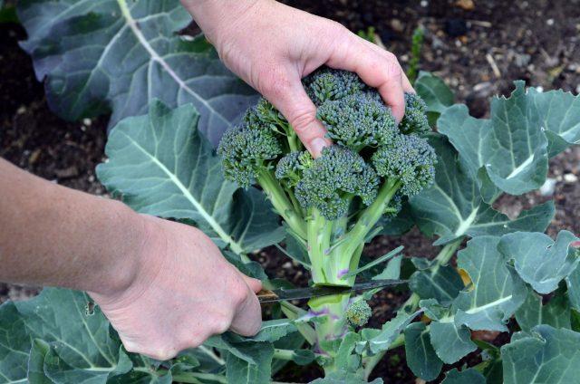 Top dressing of broccoli cabbage in the open field: after planting, for tying heads