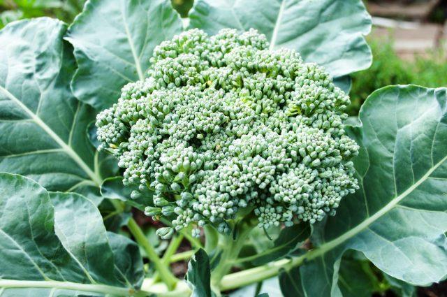 Top dressing of broccoli cabbage in the open field: after planting, for tying heads