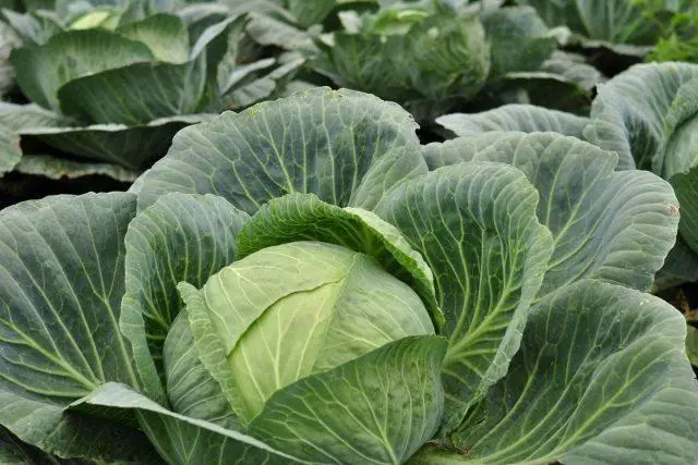 Top dressing of cabbage in August in the open field for tying heads