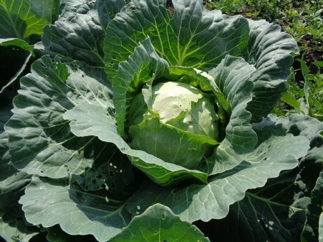 Top dressing of cabbage in August in the open field for tying heads