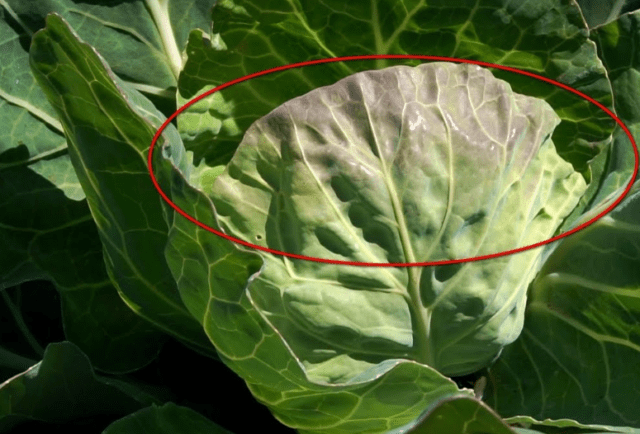 Top dressing of cabbage in June in the open field