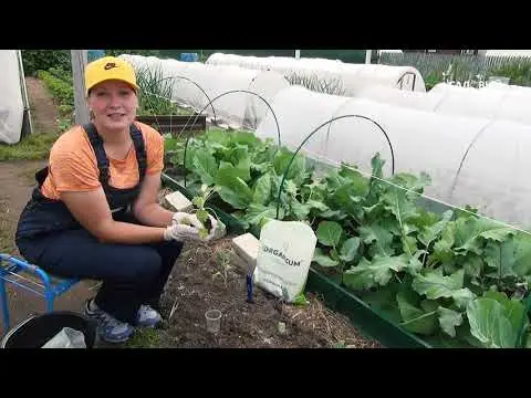 Top dressing of cabbage in June in the open field