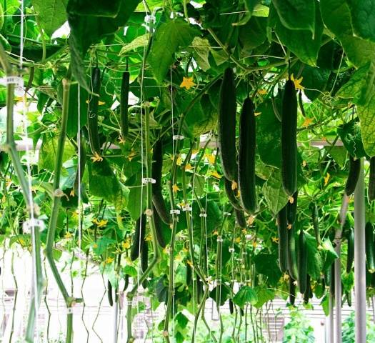 Top dressing of cucumbers with azophos 