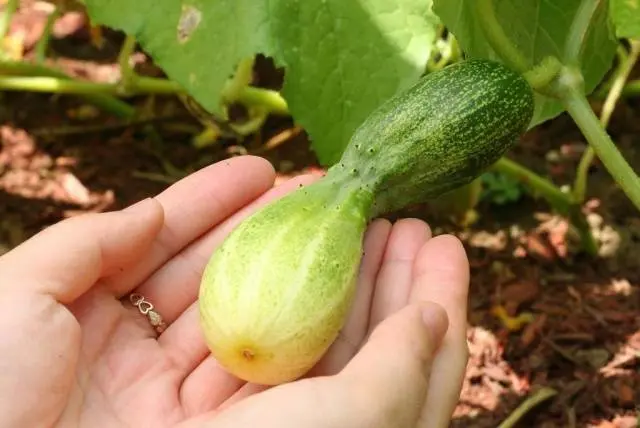 Top dressing of cucumbers with azophos 