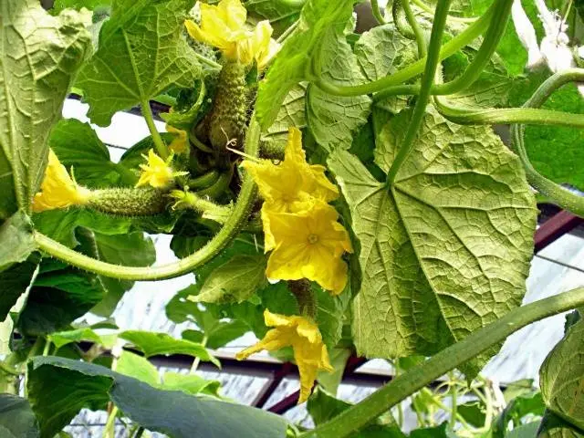 Top dressing of cucumbers with azophos 