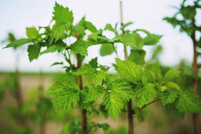 Top dressing of currants and gooseberries in spring