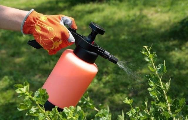 Top dressing of currants and gooseberries in spring