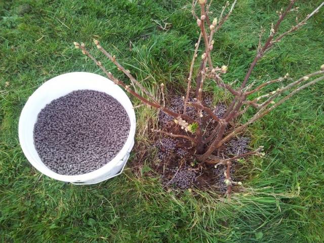 Top dressing of currants and gooseberries in spring