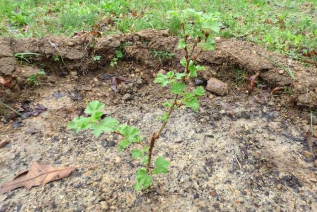 Top dressing of currants and gooseberries in spring