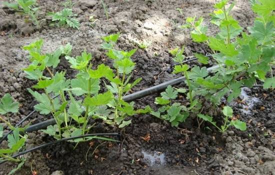 Top dressing of currants and gooseberries in spring