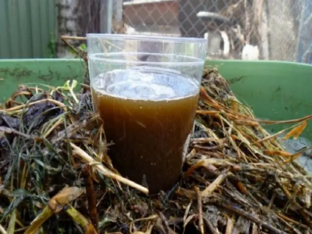 Top dressing of currants in the spring with potato peelings