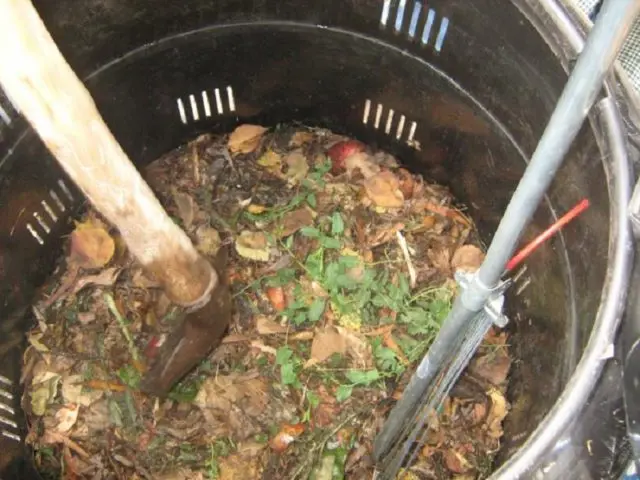 Top dressing of currants in the spring with potato peelings