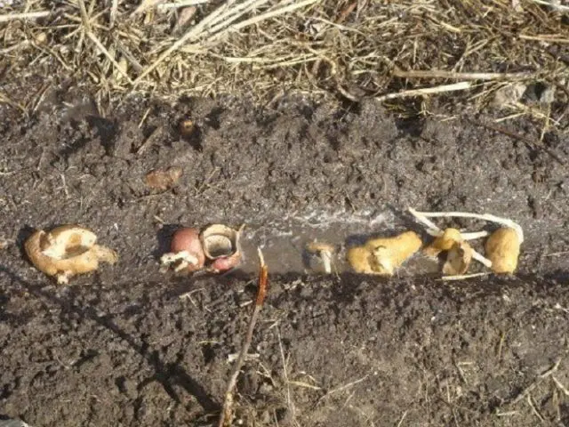 Top dressing of currants in the spring with potato peelings