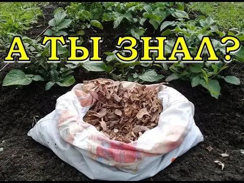 Top dressing of currants in the spring with potato peelings